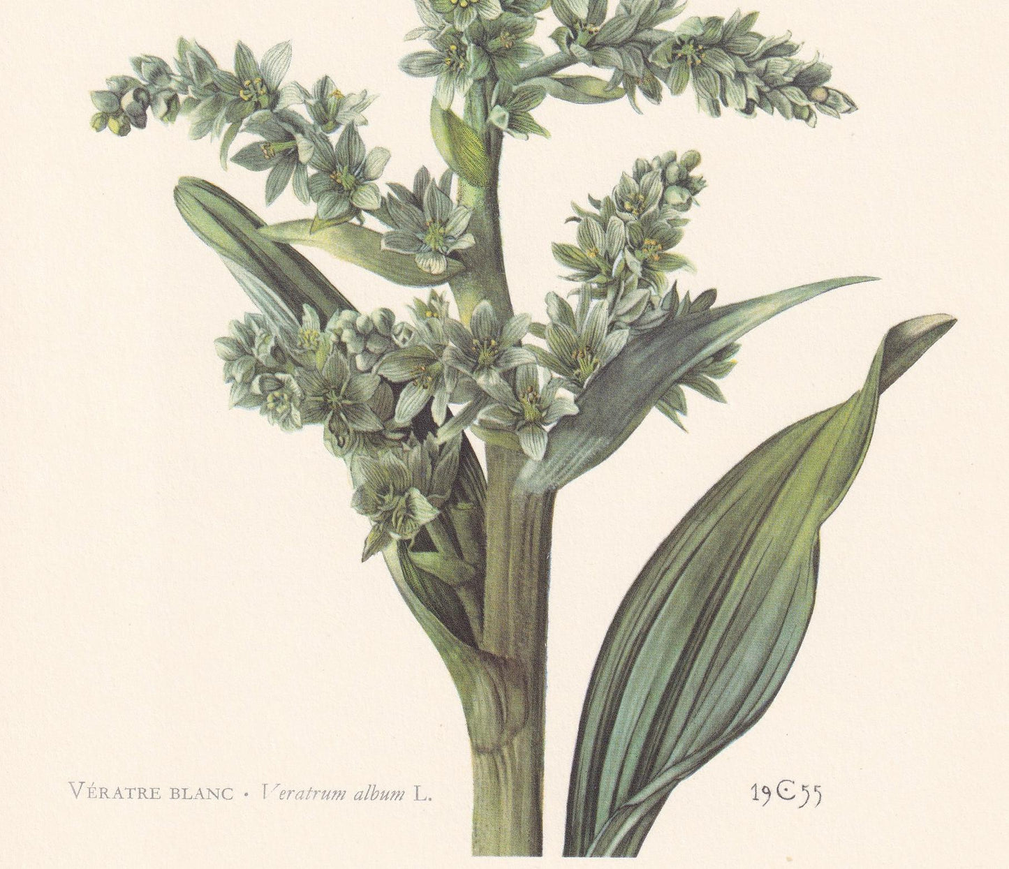 1960 FALSE HELLEBORINE Plant Print - Botanical Print - Botanical Illustration - Plant Wall Art - Vintage Plant Print - 7.5 x 