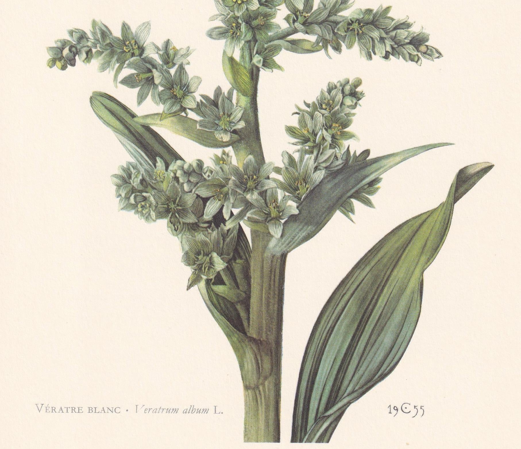 1960 FALSE HELLEBORINE Plant Print - Botanical Print - Botanical Illustration - Plant Wall Art - Vintage Plant Print - 7.5 x 