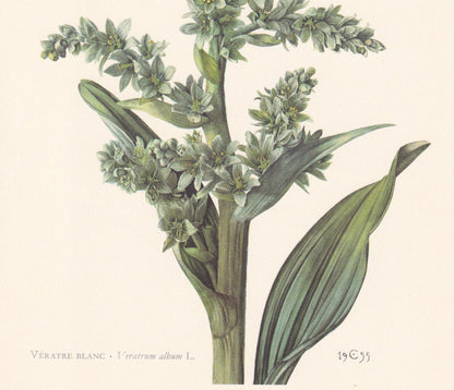 1960 FALSE HELLEBORINE Plant Print - Botanical Print - Botanical Illustration - Plant Wall Art - Vintage Plant Print - 7.5 x 