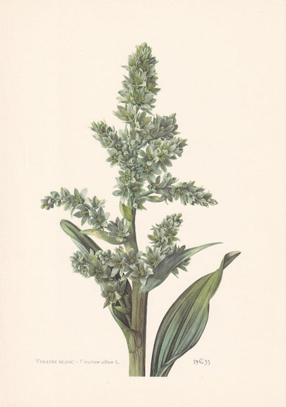1960 FALSE HELLEBORINE Plant Print - Botanical Print - Botanical Illustration - Plant Wall Art - Vintage Plant Print - 7.5 x 