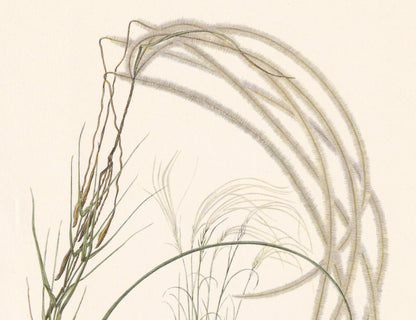 1960 FEATHER GRASS Plant Print - Botanical Print - Botanical Illustration - Plant Wall Art - Vintage Plant Print - 7.5 x 10.6