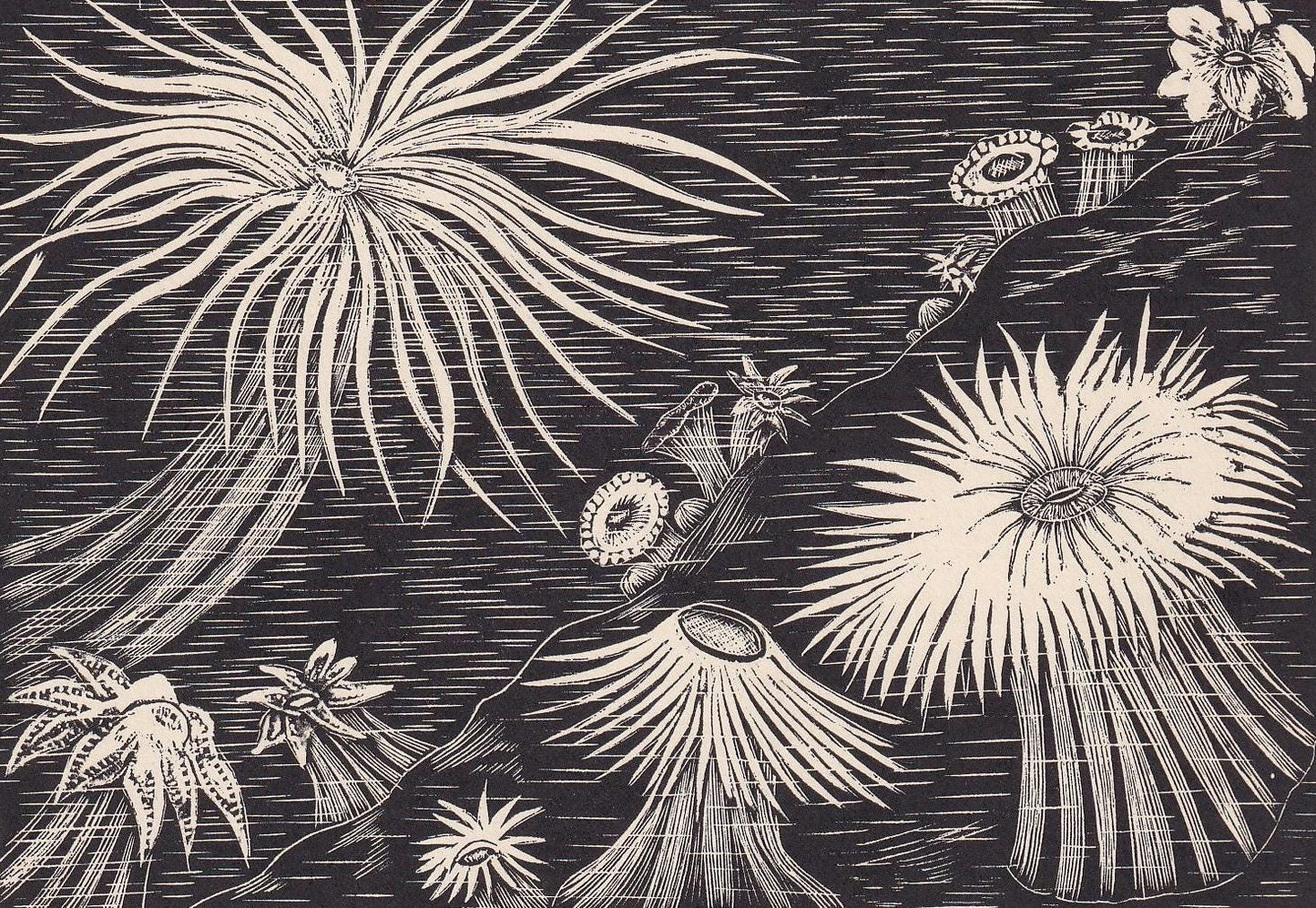 1929 SEA ANEMONES Print Wood Engraving - Anemone Wall Art - Sea Life Print - Antique Animal Print - Sea Decor - 8 x 7.25 Inches
