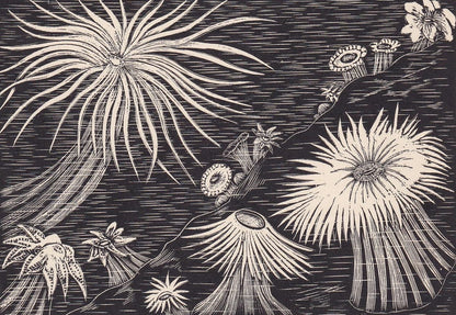 1929 SEA ANEMONES Print Wood Engraving - Anemone Wall Art - Sea Life Print - Antique Animal Print - Sea Decor - 8 x 7.25 Inches