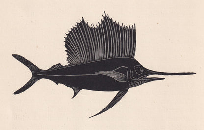 1929 SAILFISH Print Wood Engraving - Fish Wall Art - Sea Life Print - Antique Animal Print - Sea Decor - 8 x 7.25 Inches
