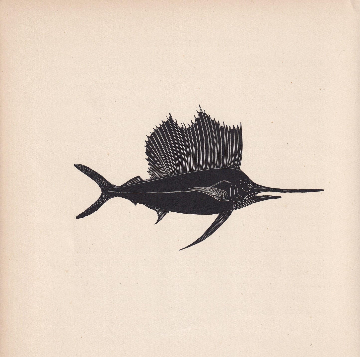 1929 SAILFISH Print Wood Engraving - Fish Wall Art - Sea Life Print - Antique Animal Print - Sea Decor - 8 x 7.25 Inches