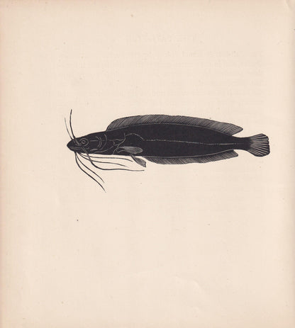 1929 CATFISH Print Wood Engraving - Fish Wall Art - Sea Life Print - Antique Animal Print - Sea Decor - 8 x 7.25 Inches
