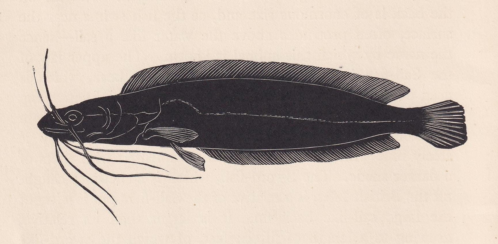1929 CATFISH Print Wood Engraving - Fish Wall Art - Sea Life Print - Antique Animal Print - Sea Decor - 8 x 7.25 Inches