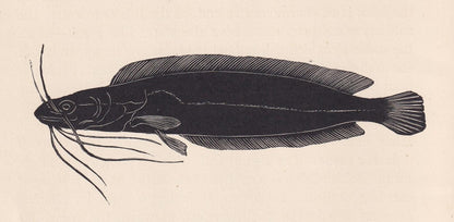 1929 CATFISH Print Wood Engraving - Fish Wall Art - Sea Life Print - Antique Animal Print - Sea Decor - 8 x 7.25 Inches