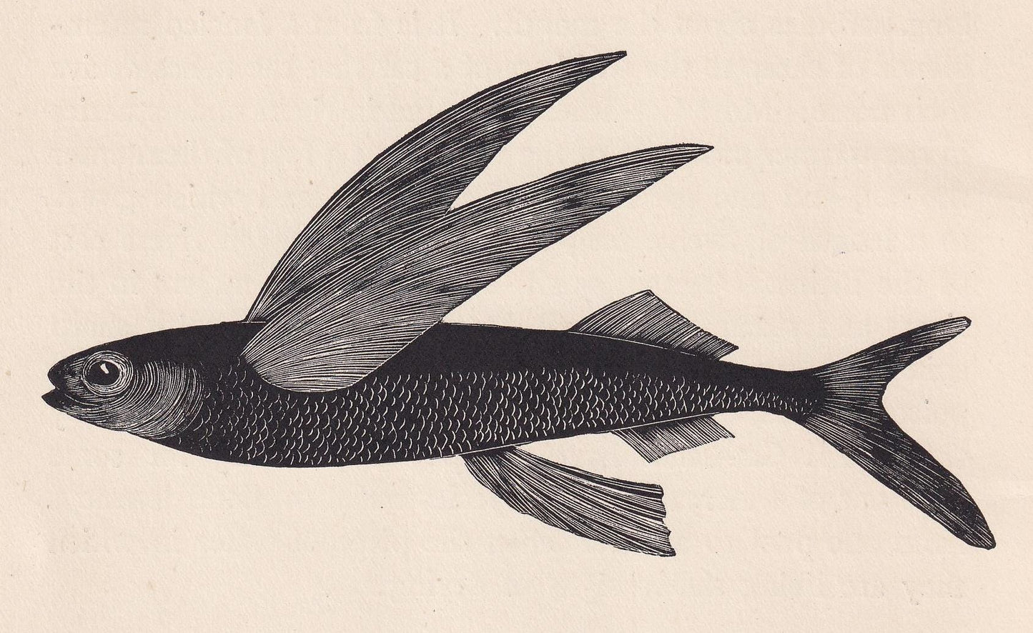 1929 FLYING FISH Print Wood Engraving - Fish Wall Art - Sea Life Print - Antique Animal Print - Sea Decor - 8 x 7.25 Inches