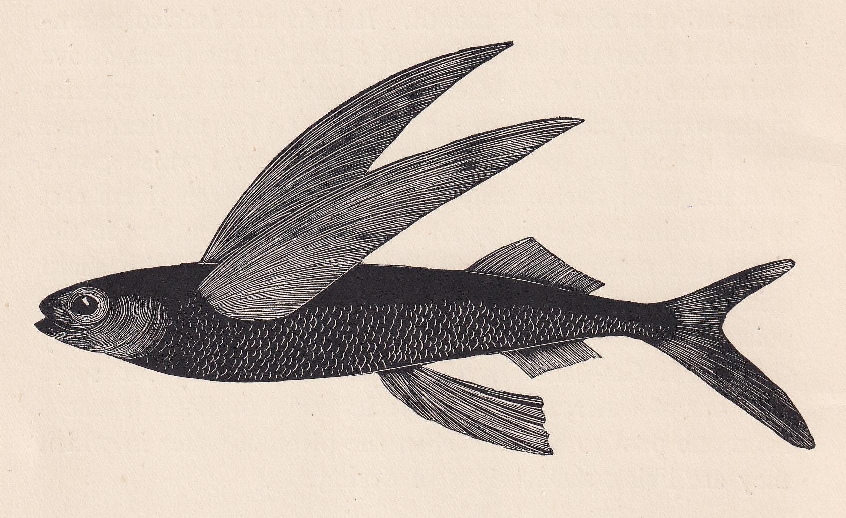 1929 FLYING FISH Print Wood Engraving - Fish Wall Art - Sea Life Print - Antique Animal Print - Sea Decor - 8 x 7.25 Inches