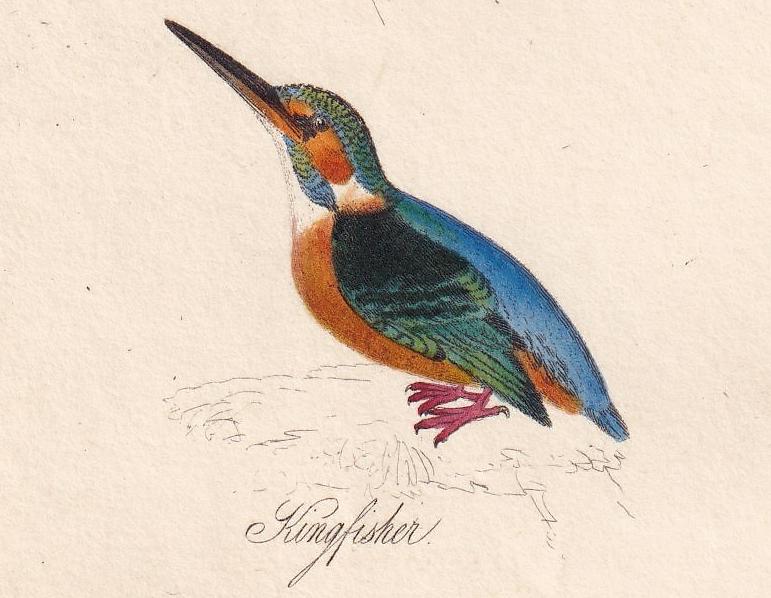 1834 KINGFISHER, GREEN WOODPECKER, & Treecreeper Bird Print - Hand-Coloured Engraving - Bird Wall Art - Bird Decor - 4.5 x 7.