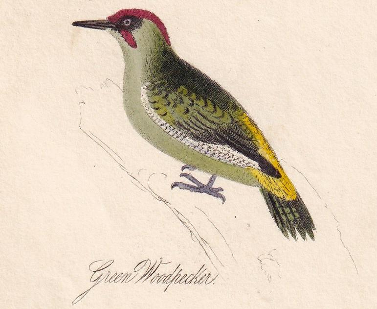 1834 KINGFISHER, GREEN WOODPECKER, & Treecreeper Bird Print - Hand-Coloured Engraving - Bird Wall Art - Bird Decor - 4.5 x 7.