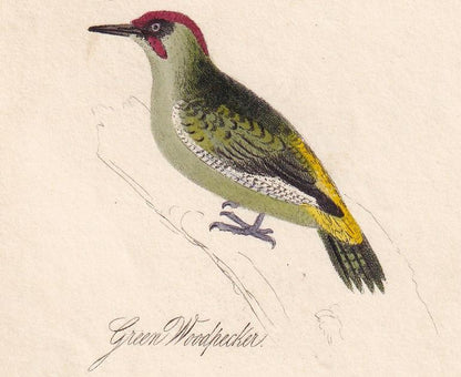 1834 KINGFISHER, GREEN WOODPECKER, & Treecreeper Bird Print - Hand-Coloured Engraving - Bird Wall Art - Bird Decor - 4.5 x 7.
