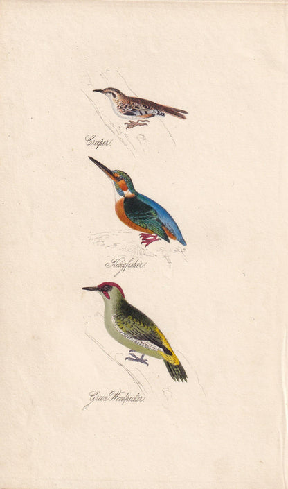 1834 KINGFISHER, GREEN WOODPECKER, & Treecreeper Bird Print - Hand-Coloured Engraving - Bird Wall Art - Bird Decor - 4.5 x 7.