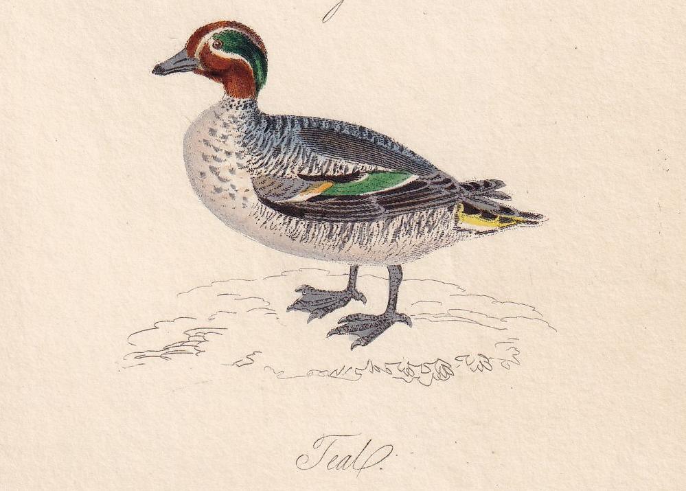 1834 CORMORANT (SHAG) & TEAL Bird Print - Hand-Coloured Engraving - Bird Wall Art - Bird Decor - Antique Bird Print - 4.5 x 7