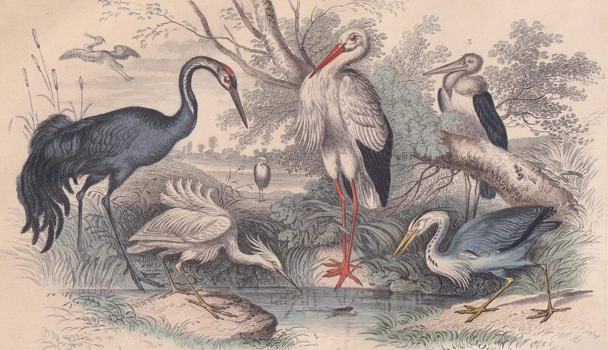 1859 CRANE, STORK, HERON & Egret Bird Print - Hand-Coloured Engraving - Bird Wall Art - Antique Bird Print - Bird Decor - 9.5