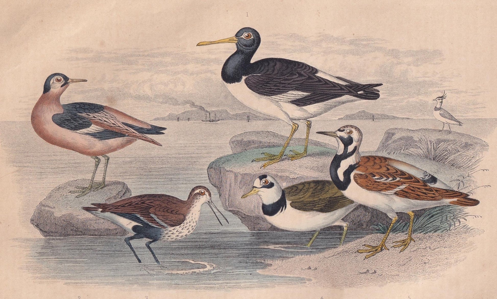 1859 OYSTER CATCHER, PHALAROPE, & Dunlin Bird Print - Hand-Coloured Engraving - Bird Wall Art - Antique Bird Decor - 9.5 x 6.