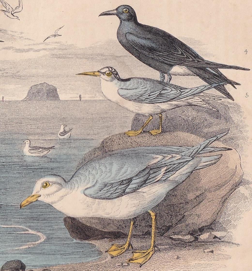 1859 GULL, SKUA, & TERN Bird Print - Hand-Coloured Engraving - Bird Wall Art - Antique Bird Decor - 9.5 x 6.5 Inches