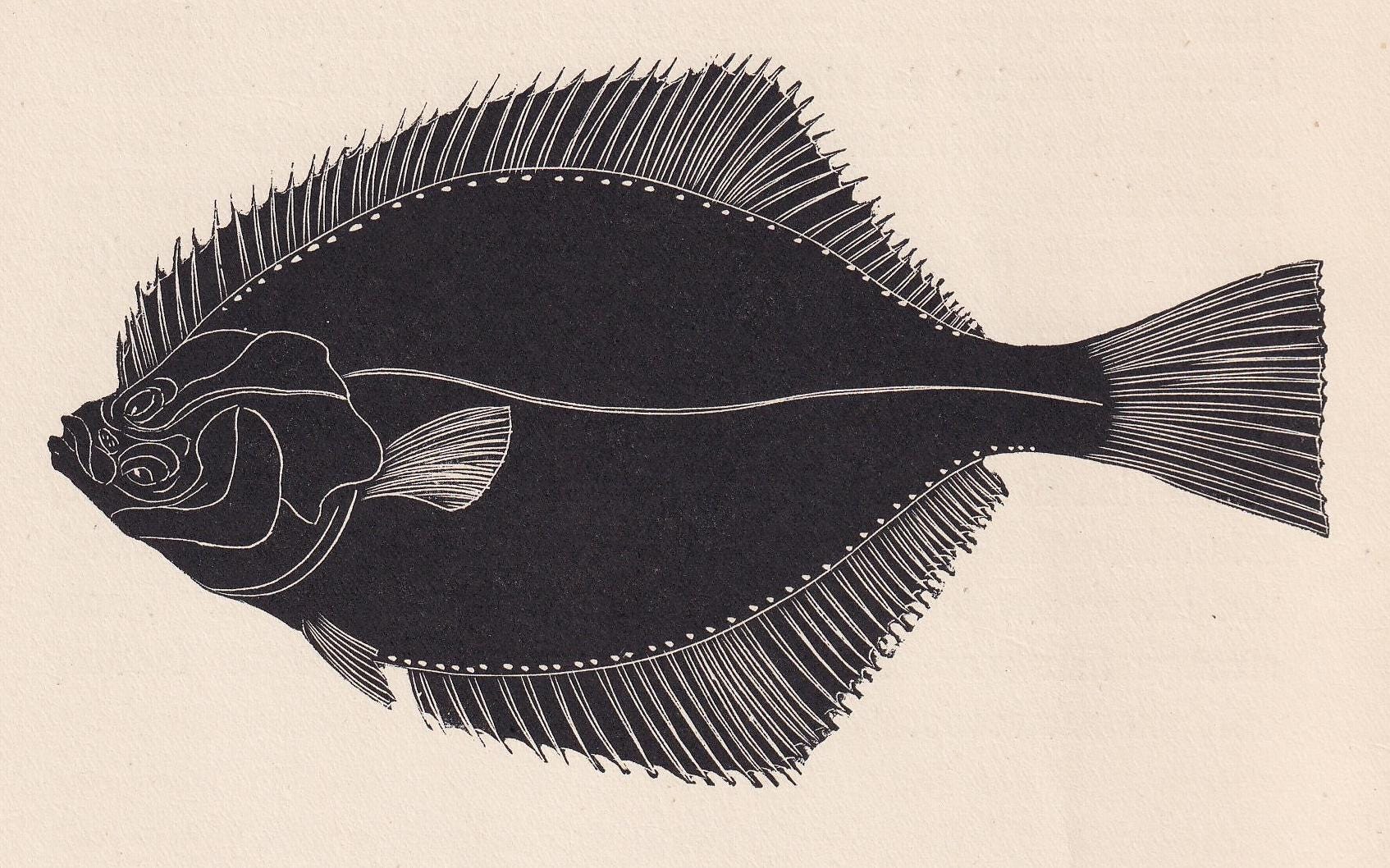 1929 FLOUNDER Fish Print Wood Engraving - Shark Wall Art - Sea Life Print - Antique Animal Print - Sea Decor - 8 x 7.25 Inche