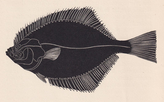 1929 FLOUNDER Fish Print Wood Engraving - Shark Wall Art - Sea Life Print - Antique Animal Print - Sea Decor - 8 x 7.25 Inche