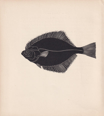 1929 FLOUNDER Fish Print Wood Engraving - Shark Wall Art - Sea Life Print - Antique Animal Print - Sea Decor - 8 x 7.25 Inche