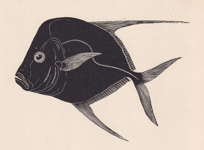 1929 MOONFISH Fish Print Wood Engraving - Shark Wall Art - Sea Life Print - Antique Animal Print - Sea Decor - 8 x 7.25 Inche
