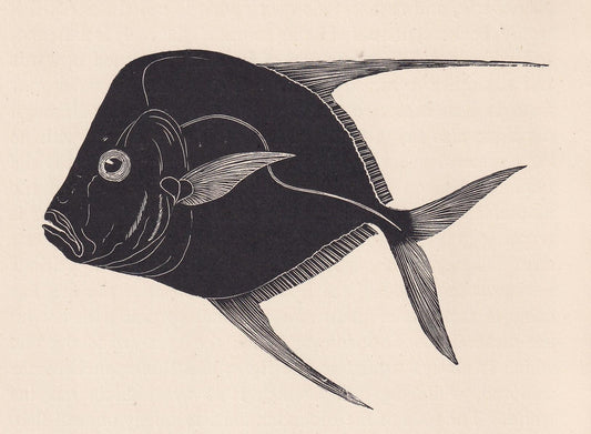 1929 MOONFISH Fish Print Wood Engraving - Shark Wall Art - Sea Life Print - Antique Animal Print - Sea Decor - 8 x 7.25 Inche