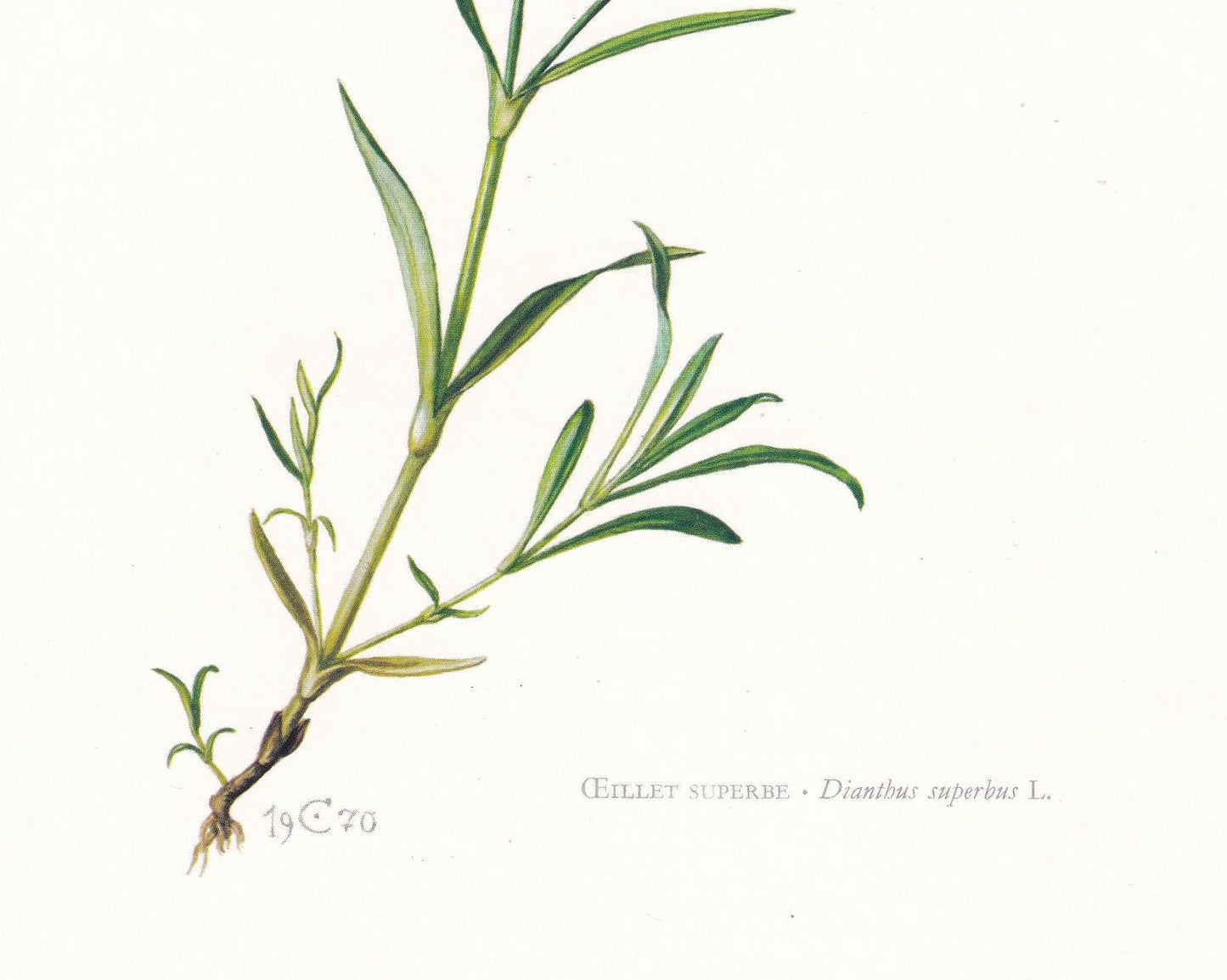 1974 FRINGED PINK Print - Botanical Print - Flower Illustration - Plant Wall Art - Vintage Plant Print - 7.5 x 10.6 Inches