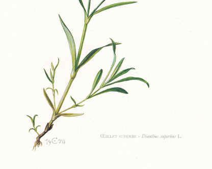 1974 FRINGED PINK Print - Botanical Print - Flower Illustration - Plant Wall Art - Vintage Plant Print - 7.5 x 10.6 Inches