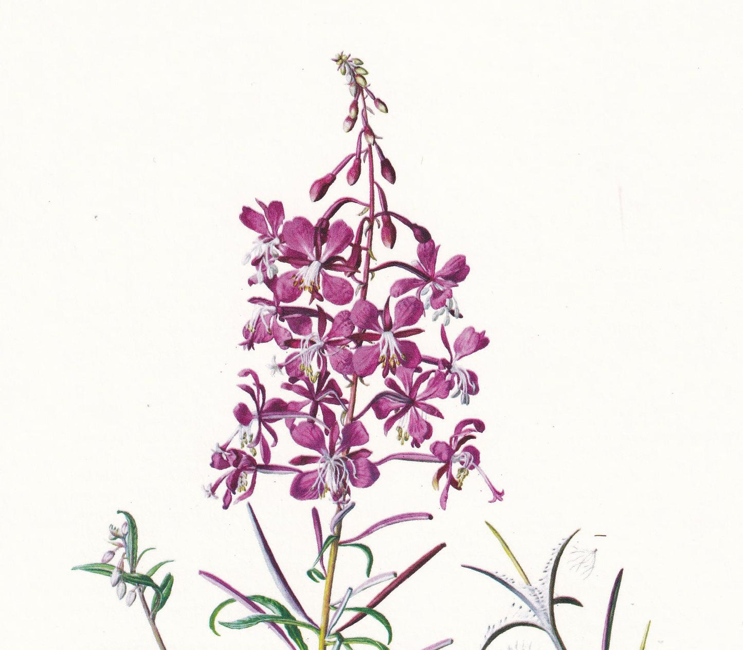 1974 FIREWEED Print - Botanical Print - Flower Illustration - Plant Wall Art - Vintage Plant Print - 7.5 x 10.6 Inches