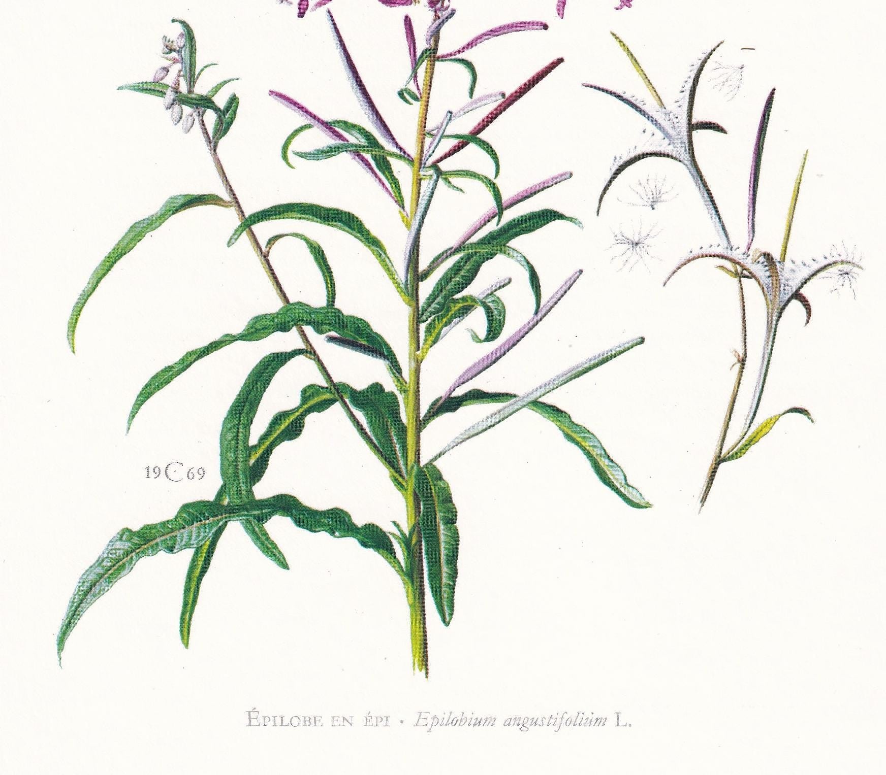 1974 FIREWEED Print - Botanical Print - Flower Illustration - Plant Wall Art - Vintage Plant Print - 7.5 x 10.6 Inches