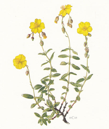 1974 ROCK-ROSE Print - Botanical Print - Flower Illustration - Plant Wall Art - Vintage Plant Print - 7.5 x 10.6 Inches