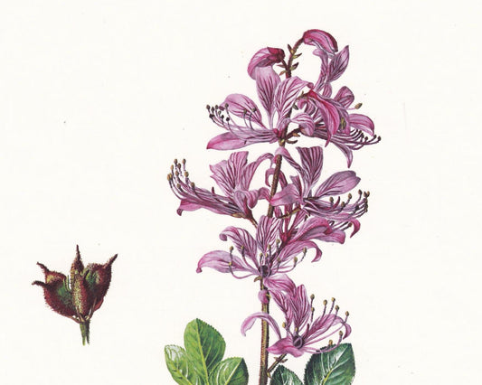 1974 BURNING BUSH Print - Botanical Print - Flower Illustration - Plant Wall Art - Vintage Plant Print - 7.5 x 10.6 Inches