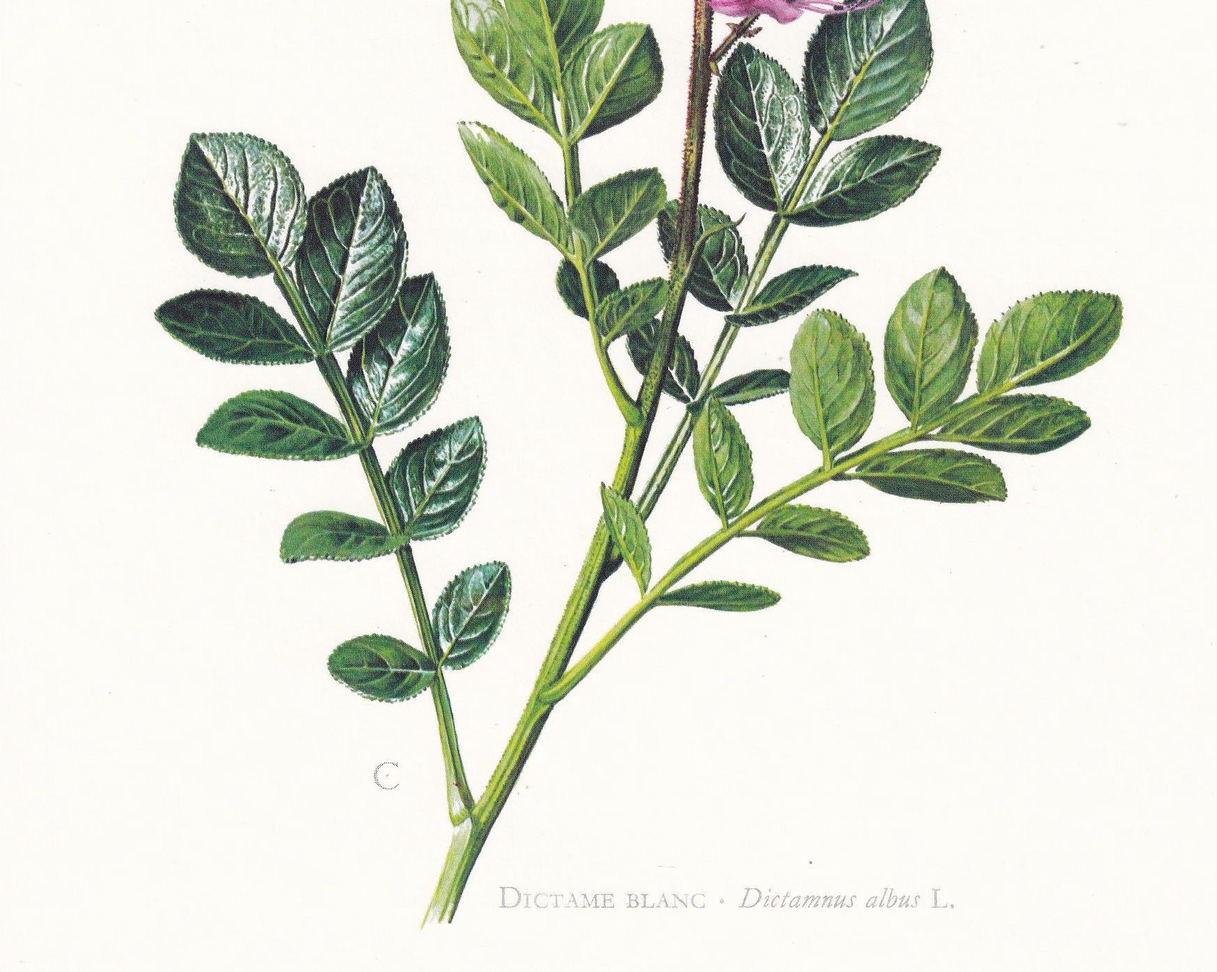 1974 BURNING BUSH Print - Botanical Print - Flower Illustration - Plant Wall Art - Vintage Plant Print - 7.5 x 10.6 Inches