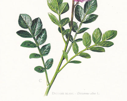 1974 BURNING BUSH Print - Botanical Print - Flower Illustration - Plant Wall Art - Vintage Plant Print - 7.5 x 10.6 Inches