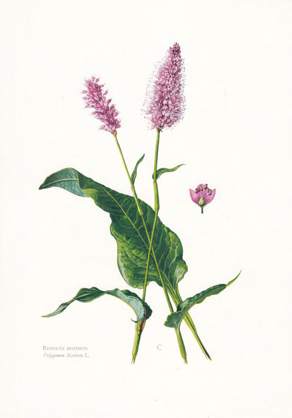 1974 MEADOW BISTORT Print - Botanical Print - Flower Illustration - Plant Wall Art - Vintage Plant Print - 7.5 x 10.6 Inches
