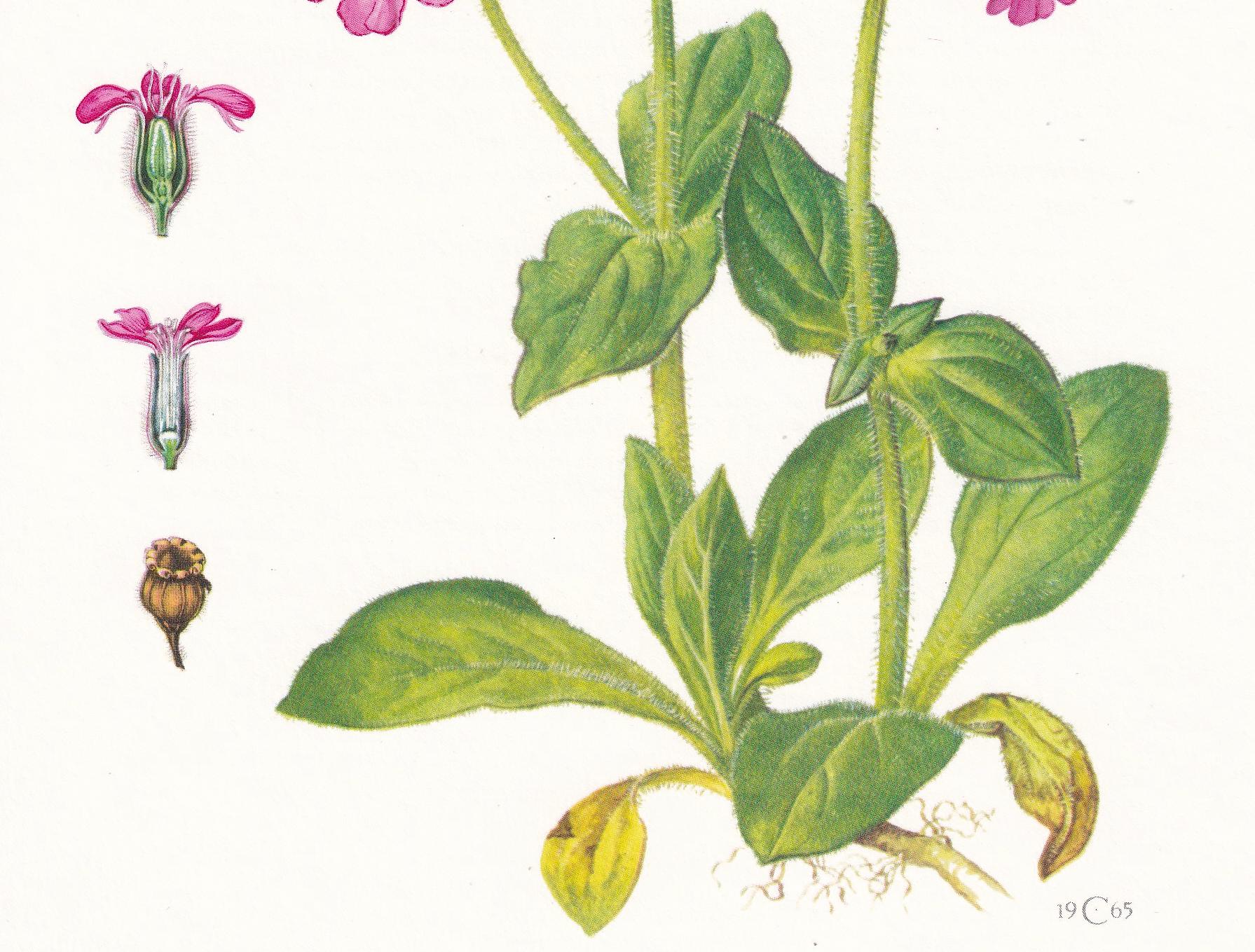 1974 RED CAMPION Print - Botanical Print - Flower Illustration - Plant Wall Art - Vintage Plant Print - 7.5 x 10.6 Inches
