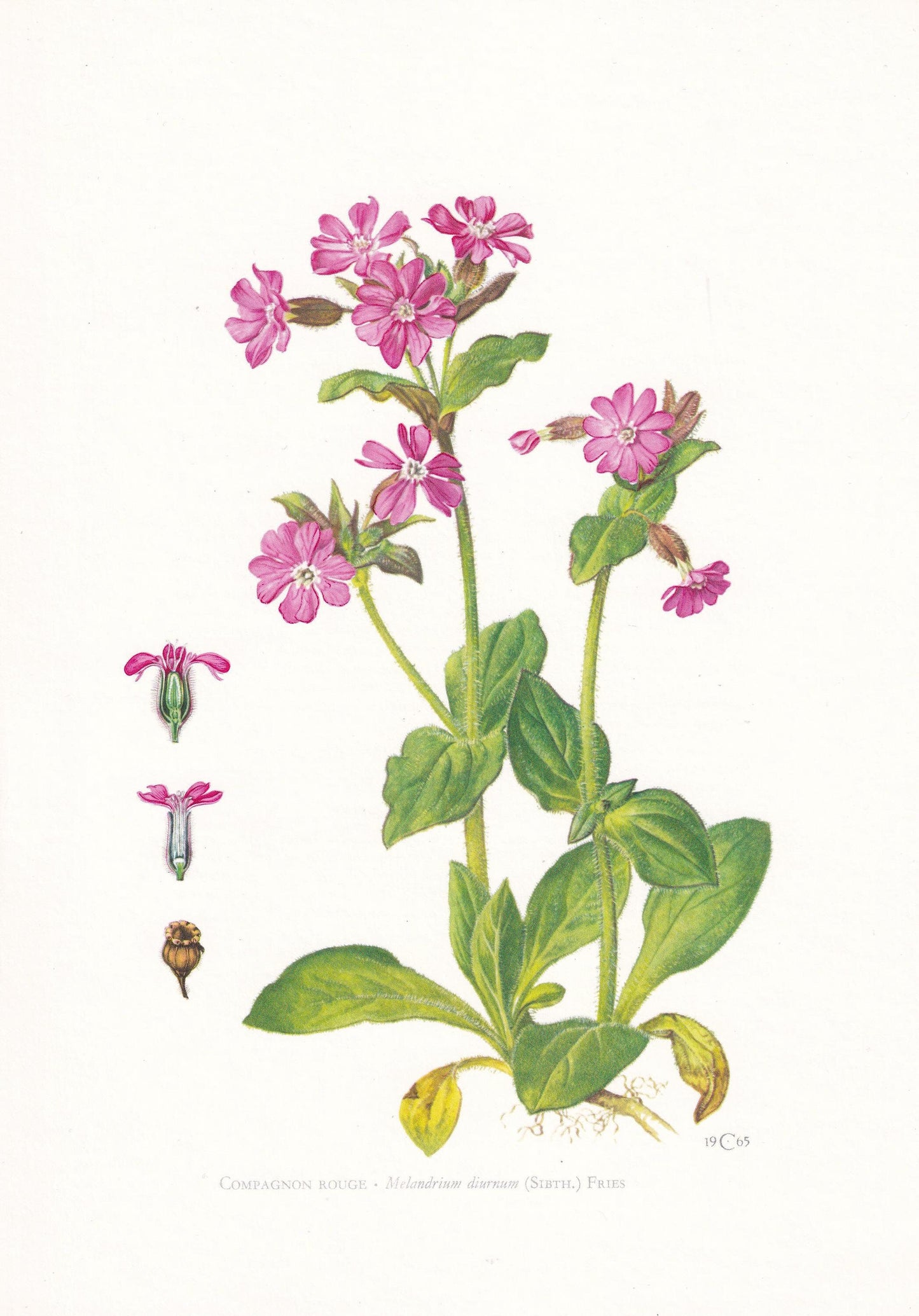 1974 RED CAMPION Print - Botanical Print - Flower Illustration - Plant Wall Art - Vintage Plant Print - 7.5 x 10.6 Inches