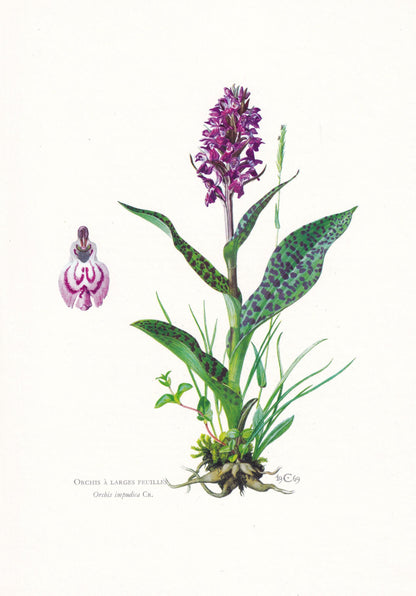 1974 MAN ORCHID Print - Botanical Print - Flower Illustration - Plant Wall Art - Vintage Plant Print - 7.5 x 10.6 Inches