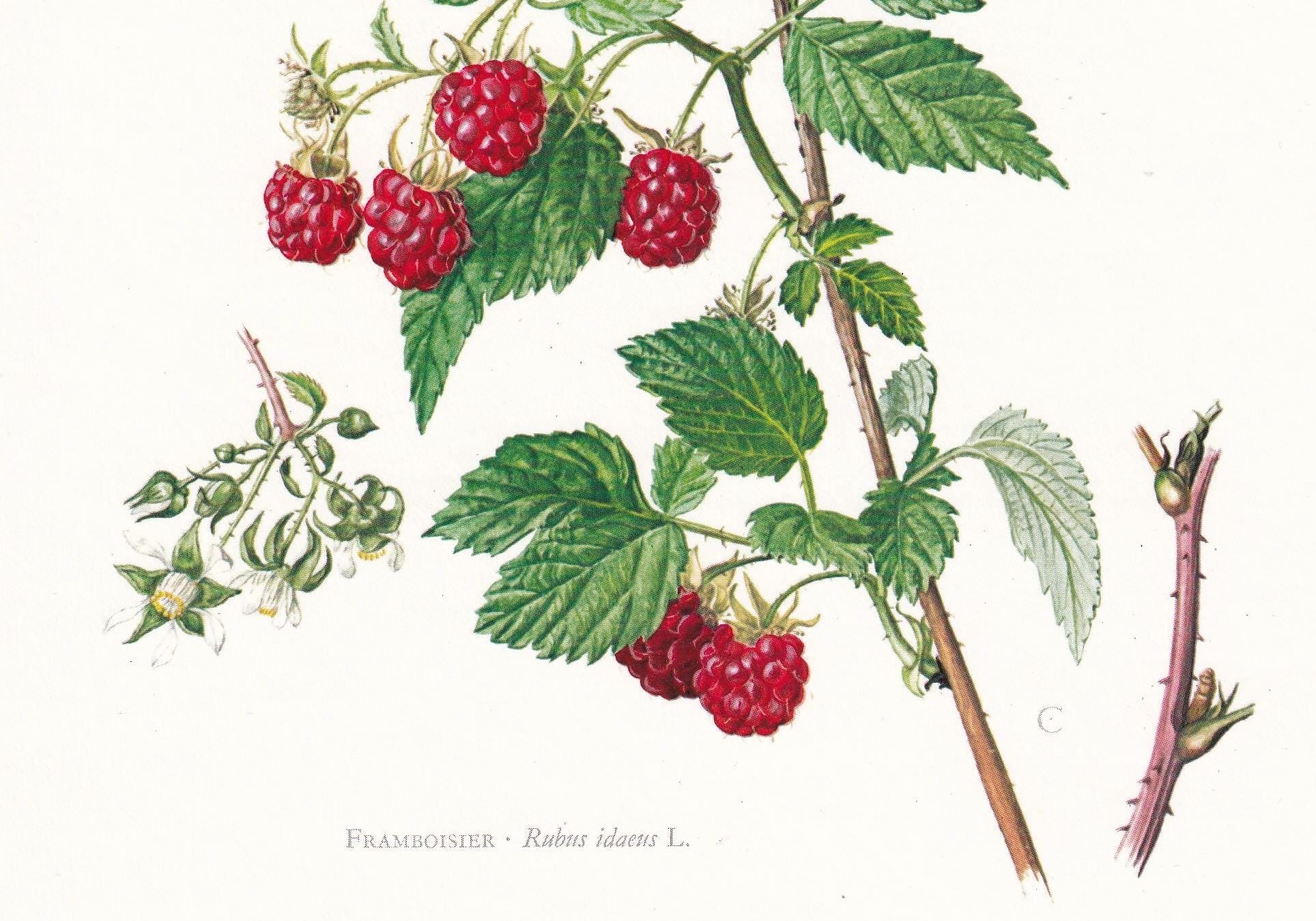 1974 RASPBERRY Print - Botanical Print - Flower Illustration - Plant Wall Art - Vintage Plant Print - 7.5 x 10.6 Inches