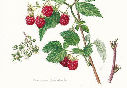 1974 RASPBERRY Print - Botanical Print - Flower Illustration - Plant Wall Art - Vintage Plant Print - 7.5 x 10.6 Inches