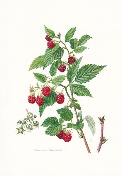 1974 RASPBERRY Print - Botanical Print - Flower Illustration - Plant Wall Art - Vintage Plant Print - 7.5 x 10.6 Inches