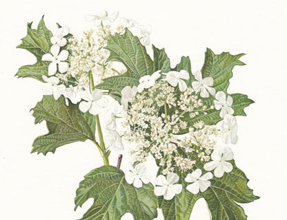 1974 GUELDER ROSE Print - Botanical Print - Flower Illustration - Plant Wall Art - Vintage Plant Print - 7.5 x 10.6 Inches