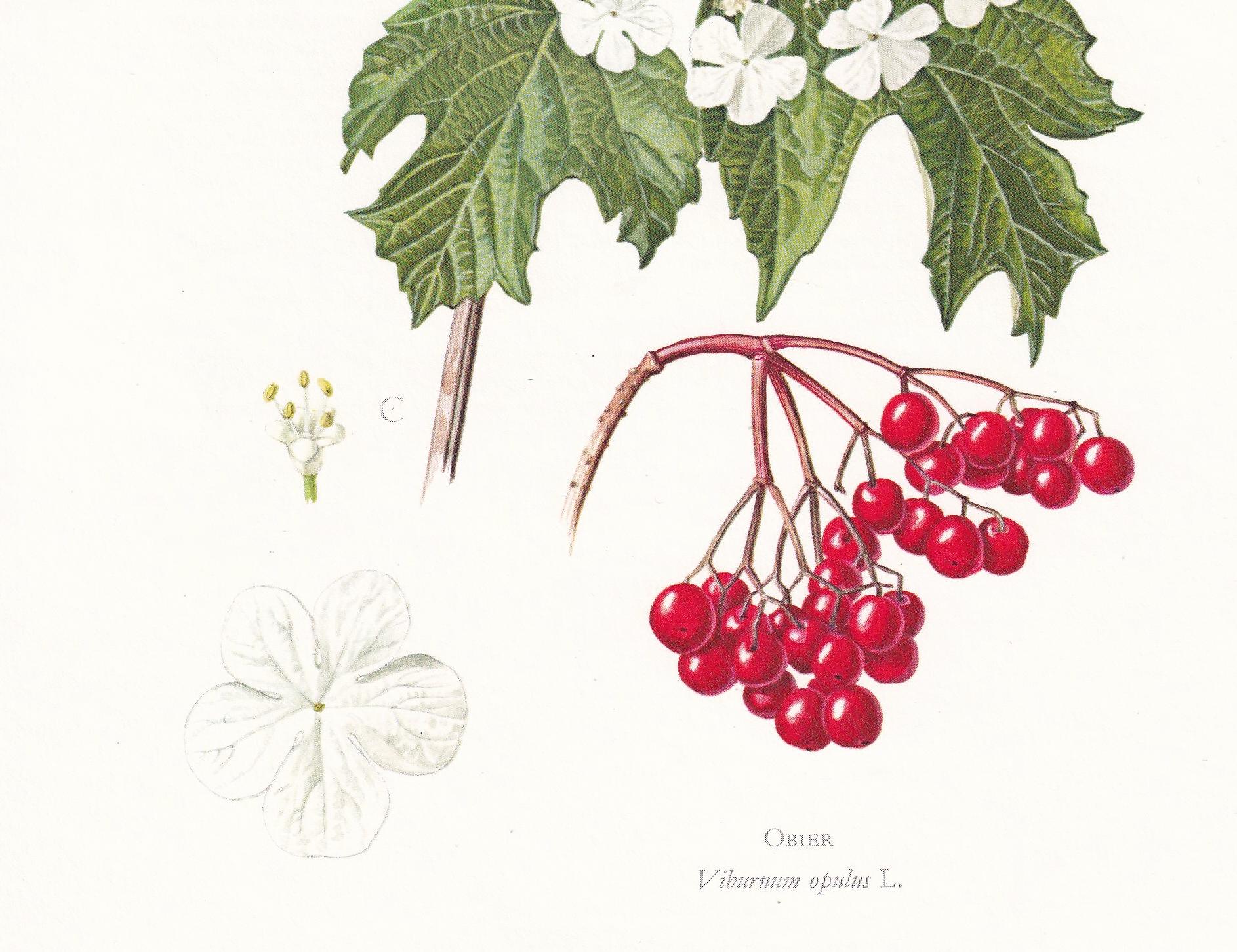 1974 GUELDER ROSE Print - Botanical Print - Flower Illustration - Plant Wall Art - Vintage Plant Print - 7.5 x 10.6 Inches