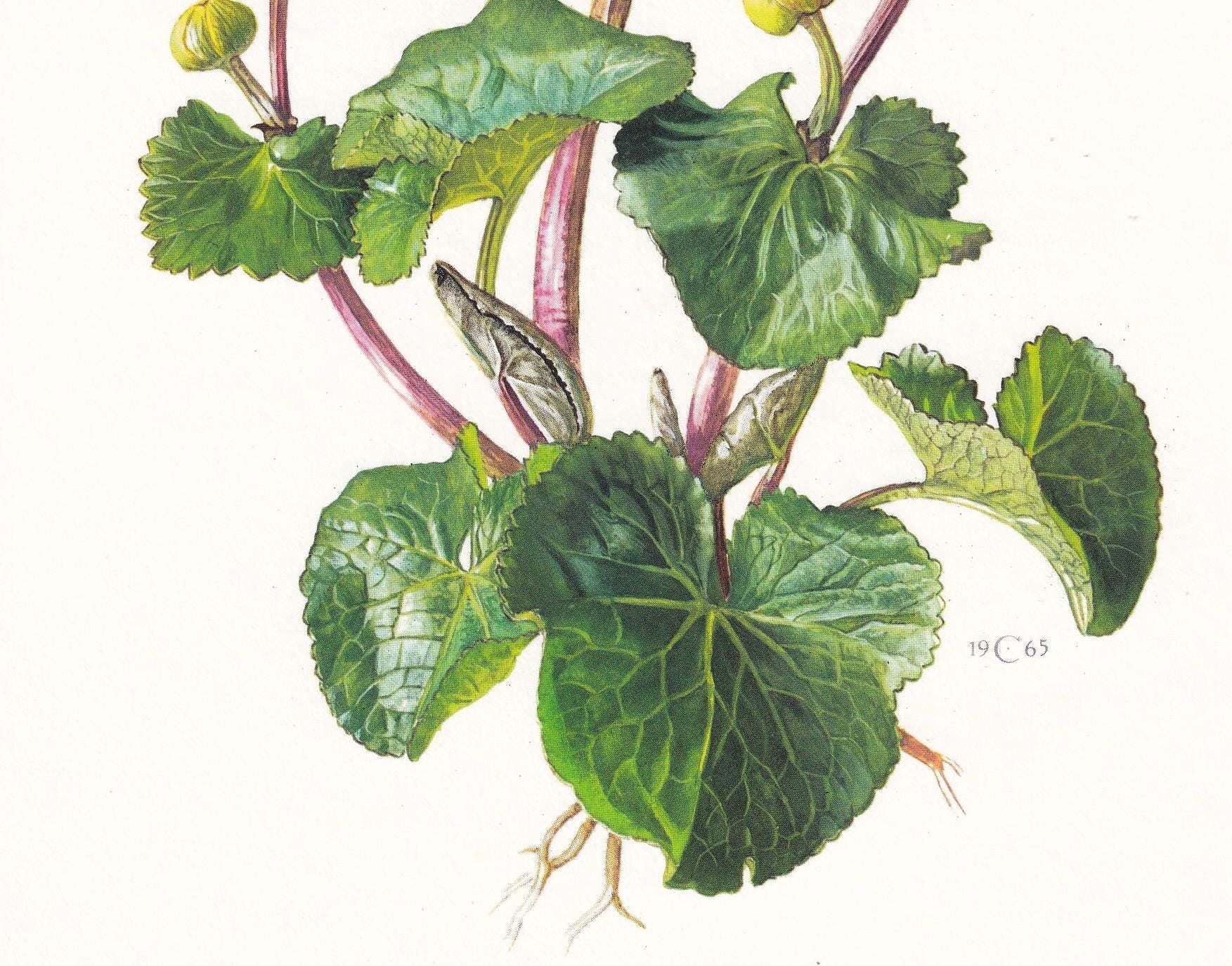 1974 MARSH MARIGOLD Print - Botanical Print - Flower Illustration - Plant Wall Art - Vintage Plant Print - 7.5 x 10.6 Inches