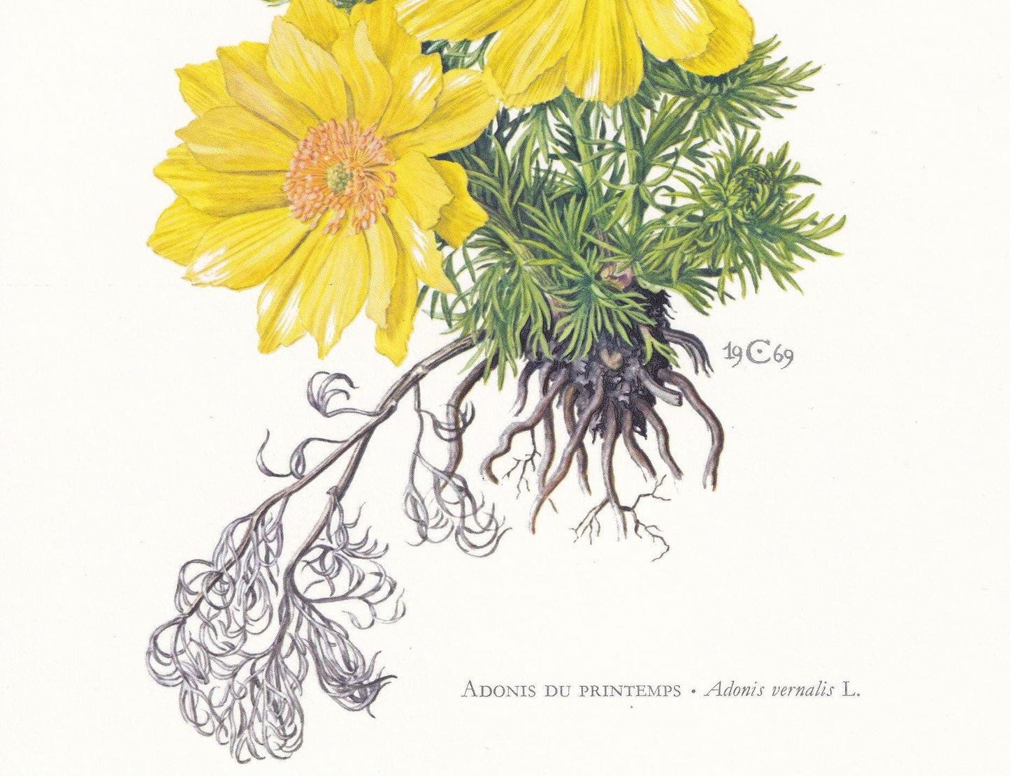 1974 PHEASANT'S-EYE Flower Print - Botanical Print - Flower Illustration - Plant Wall Art - Vintage Plant Print - 7.5 x 10.6 