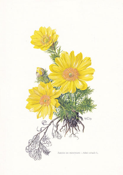 1974 PHEASANT'S-EYE Flower Print - Botanical Print - Flower Illustration - Plant Wall Art - Vintage Plant Print - 7.5 x 10.6 