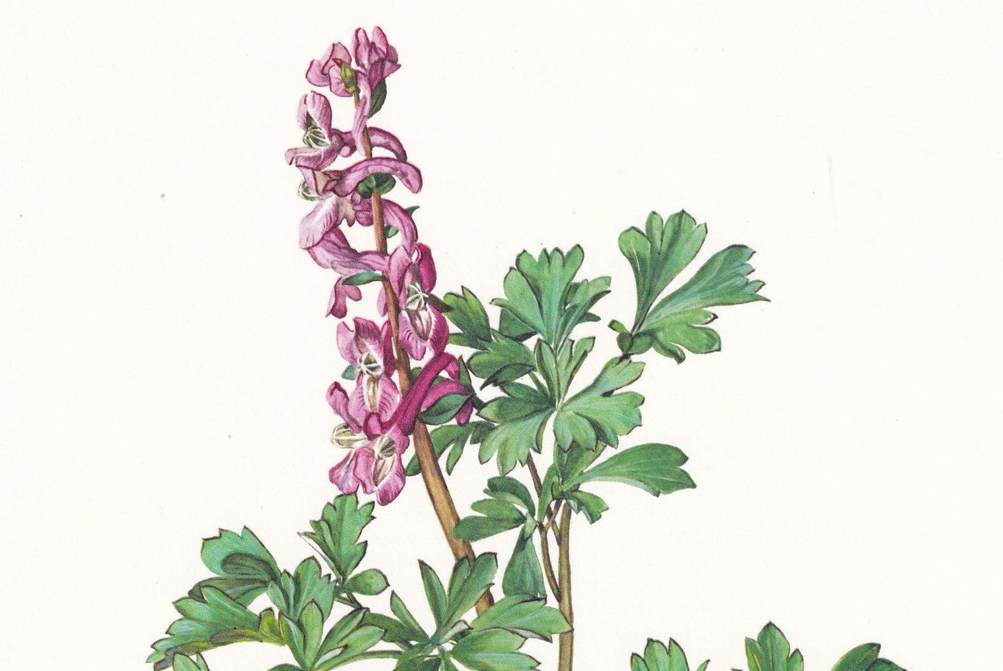 1974 HOLLOWROOT (Cordyalis Cava) Print - Botanical Print - Flower Illustration - Plant Wall Art - Vintage Plant Print - 7.5 x