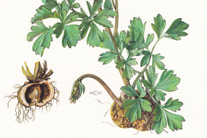 1974 HOLLOWROOT (Cordyalis Cava) Print - Botanical Print - Flower Illustration - Plant Wall Art - Vintage Plant Print - 7.5 x