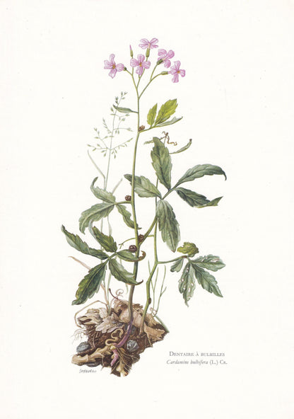 1974 CORALROOT BITTERCRESS Print - Botanical Print - Flower Illustration - Plant Wall Art - Vintage Plant Print - 7.5 x 10.6 